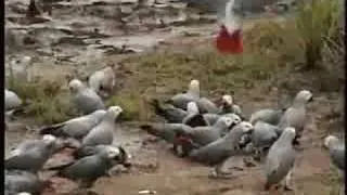 African Grey Parrots in the Wild