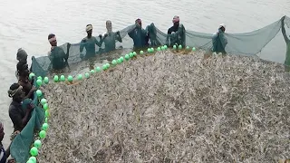 Harvest Shrimp commercial in the ponds - Processing and packing tiger prawn in the factory