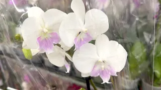 завоз НЕ ДОРОГИХ ОРХИДЕЙ всегда есть необычные орхидеи