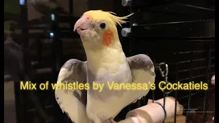 1 hour of singing cockatiels - Teach your bird!