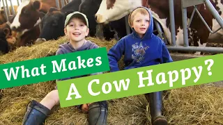 What Makes A Cow Happy? | Organic Valley Kids