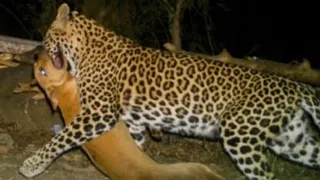 Leopard Attacks On Dog - Shocking Video | Leopardi vs Dog. 🐆🐕