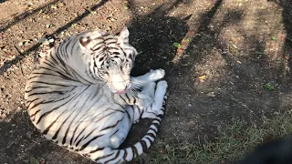 Чистюля Раджа) Тайган Raja's white tiger. Taigan