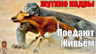 ДУШЕРАЗДИРАЮЩИЕ КАДРЫ / Как хищники пожирают добычу ЖИВЬЁМ / Дикая природа / Жертвы диких хищников