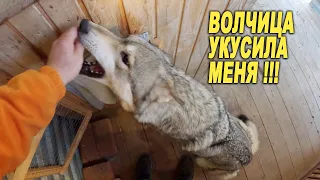 ВОЛЧИЦА УКУСИЛА МЕНЯ, когда я хотел посмотреть волчат...