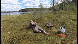 ТАЁЖНЫЙ ПРОМЫСЕЛ. Поход в Лес за Золотом Карелии. Сбор ягод в Карелии. Сбор Морошки. Целебная Ягода