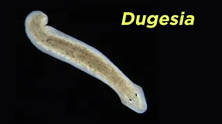 Phylum Platyhelminthes Part 2: Free-Living Flatworms and the Problem With Turbellaria