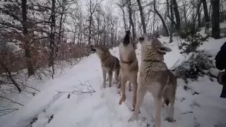 La Gretosa - Perro Lobo Checoslovaco. Nuestros perros aullando en plena naturaleza