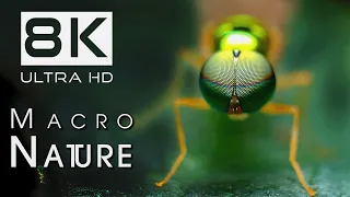 8K MACRO NATURE: Relaxing Nature Documentary | Cine Animals