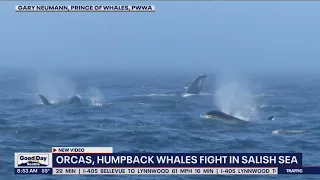 Orcas, humpback whales fight in Salish Sea | FOX 13 Seattle