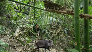 Detecting Big Beasts - Extremely Effective Sharp Traps / Bushcraft & Survival P.6