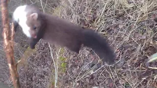 ловля куницы на петли!!легко и просто!!