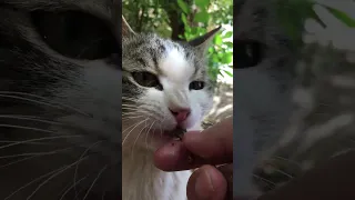 POV: Cute Cat Eating Chicken In My Hand 😻🔊🤌🍗👅🌿 Satisfying Yummy ASMR #Shorts