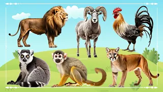 Sound Of Cute Animals, Familiar Animal: Lion, Bighorn Sheep, Chicken, Lemur, Monkey & Cougar