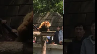 野毛山動物園レッサーパンダ