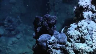 Cold Seeps in the deep sea