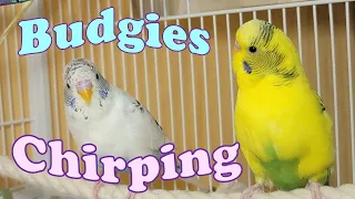 11 Hr Help Quiet Parakeets Sing Playing This, Cute Budgies Chirping. Reduce Stress of lonely Birds