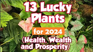 13 Lucky Plants for 2024 #luckyplantsfor2024 #luckyplantsforhome #indoorluckyplants