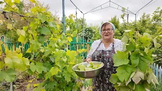 Пора! Готуємо голубці (сармі, далму) з виноградного листя.