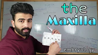 the maxilla " embryology " _ oral histology || عزت شومان