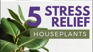 5 Stress Relieving Indoor Plants.#plants  #shorts #short #viral #viralvideo #youtubeshorts #garden