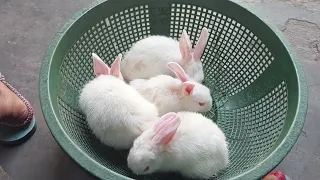 New born Rabbits 🐇 becoming big #@user-cn7nm7ug4p