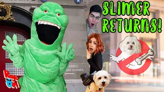 #Slimer returns in real life and Slimes again!  Funny dog parody #Ghostbusters doggy edition