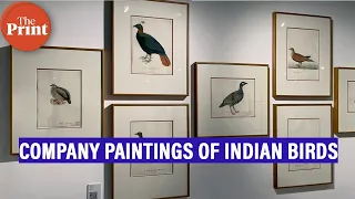 First-ever exhibition of paintings of Indian birds commissioned by East India Company