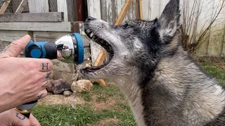 Husky Absolutely Loves the Hose!