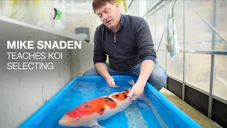 How do I Choose a Good Koi? (MASTERCLASS)