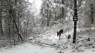 Deer Winter Wonderland