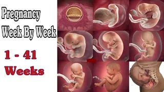 Pregnancy Week By Week || 1 - 41 Weeks Fetal Developments