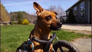 Pet Wheelchairs | The Henry Ford's Innovation Nation