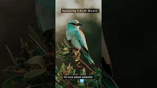 Relaxing CALM Music | bird singing .  nightingale bird singing