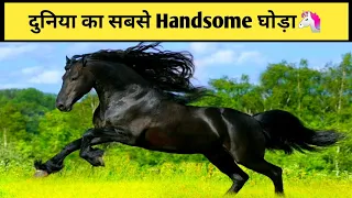 दुनिया🌍 का Handsome घोडा 🦄 | Handsome horse in the world | Frederik The Great | #shorts