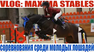 VLOG: Соревнования среди молодых лошадей/MAXIMA STABLES
