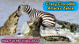 🔥Top 6 Crazy Crocodile Attacks Zebra Moments New Video 2022 Full HD