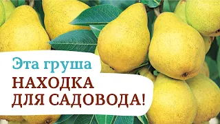 Самоплодная груша «Купава». Настоящая находка для садовода !