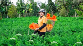 Harvesting Carrot garden to sell at the market   Make carrot jam! Lucia's daily life