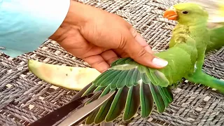 How To Trim Ring Neck Parrot Chicks Wings Some Easy Tips