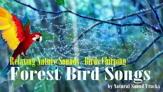 Forest Bird Songs - Relaxing Nature Sounds - Birds Chirping - REALTIME - HD