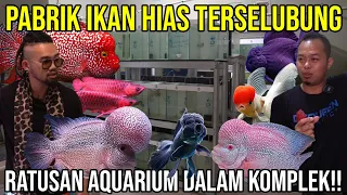 PABRIK IKAN HIAS TERSELUBUNG, RATUSAN AQUARIUM DALAM KOMPLEK!! #Audreykingofthejungle #indoexotic