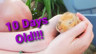 How Much Does A Bucket Of Bunnies Weigh? | How Big Are 10 Day Old Bunnies?