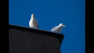 Чайки и птенец