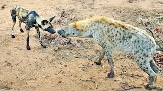 Wild Dogs & Hyenas Make Friends After Fighting