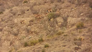 Barbary Sheep Hunt NM Unit 32, 34, 36, 37 Rifle