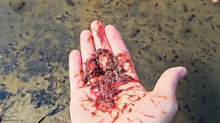 I gave Bloodworms to the tadpoles and I saw blood. It hurts a lot.