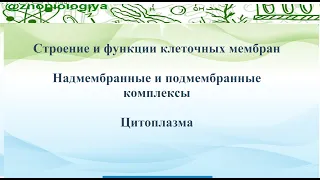 Строение и функции плазматической мембраны. Цитоплазма клеток