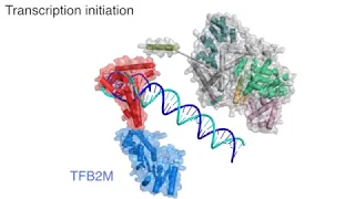 First Movie of Human Mitochondrial Transcription
