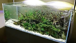 My Favourite Aquascape at Home - One Year Old!